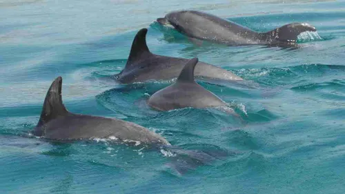 SPEED BOAT DOLPHIN HOUSE – Swim with Dolphins