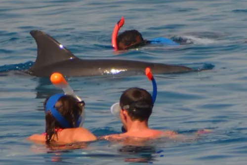 SPEED BOAT DOLPHIN HOUSE – Snorkeling Coral Reef
