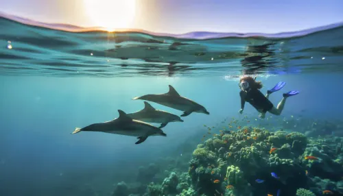 SPEED BOAT DOLPHIN HOUSE – Hurghada Excursion